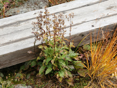 Solidago virgaurea ssp. leiocarpa f. japonalpestris