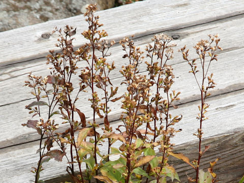 Solidago virgaurea ssp. leiocarpa f. japonalpestris