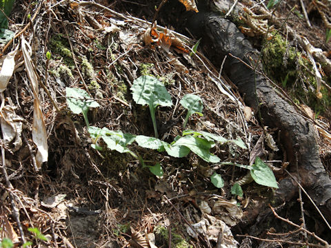 Lactuca triangulata