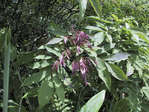 Fraxinus apertisquamifera