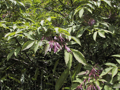 Fraxinus apertisquamifera