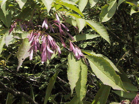 Fraxinus apertisquamifera