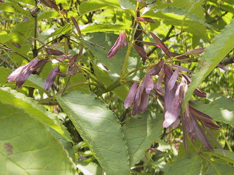 Fraxinus apertisquamifera