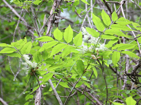 Fraxinus apertisquamifera