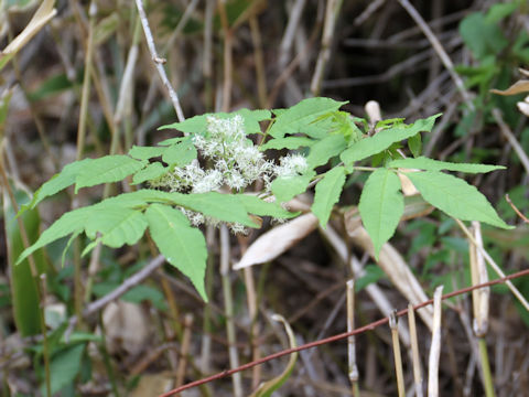 Fraxinus apertisquamifera