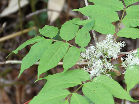 Fraxinus apertisquamifera