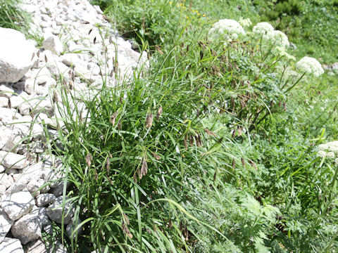 Carex scita
