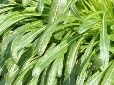 Brassica campestris var. laciniifolia