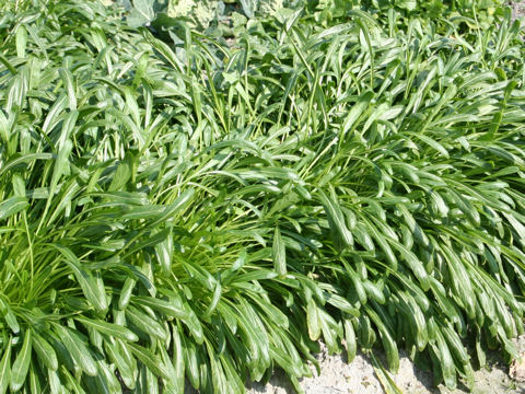 Brassica campestris var. laciniifolia