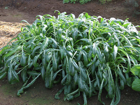 Brassica rapa var. nipposinica