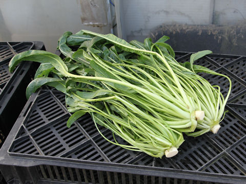 Brassica rapa var. nipposinica