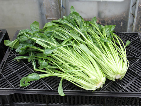 Brassica rapa var. nipposinica