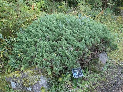 Juniperus chinensis var. sargenti