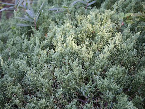 Juniperus chinensis var. sargenti