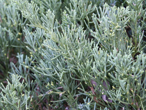 Juniperus chinensis var. sargenti