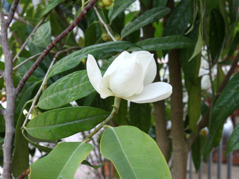 Michelia maudiae