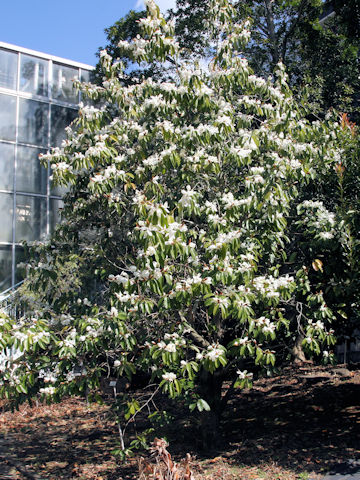 Michelia platypetala