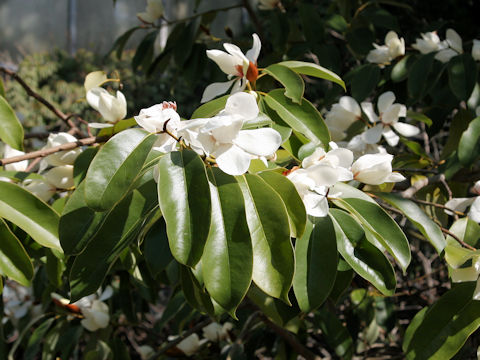 Michelia platypetala