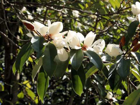 Michelia platypetala
