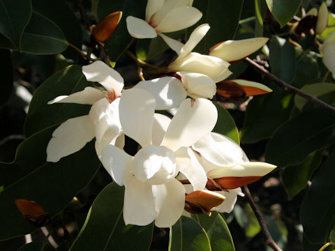 Michelia platypetala