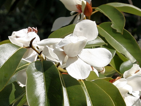 Michelia platypetala