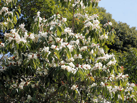 Michelia platypetala