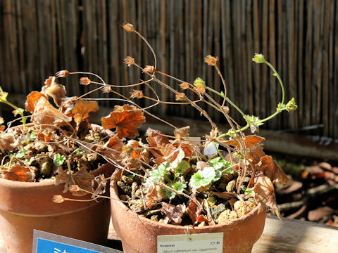 Geum calthaefolium var. nipponicum