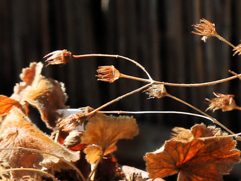 Geum calthaefolium var. nipponicum