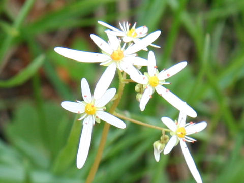 Saxifraga fortunei var. incisolobata f. alpina