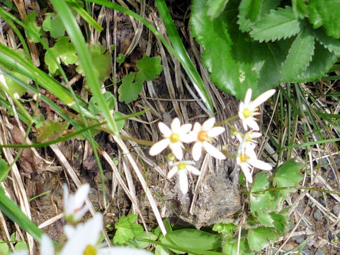 Saxifraga fortunei var. incisolobata f. alpina
