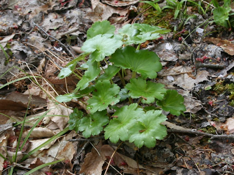 Saxifraga fortunei var. alpina