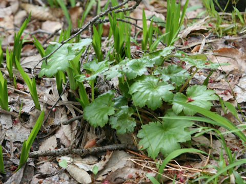 Saxifraga fortunei var. alpina