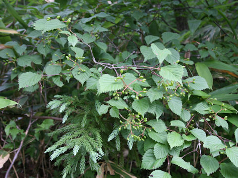 Viburnum wrightii