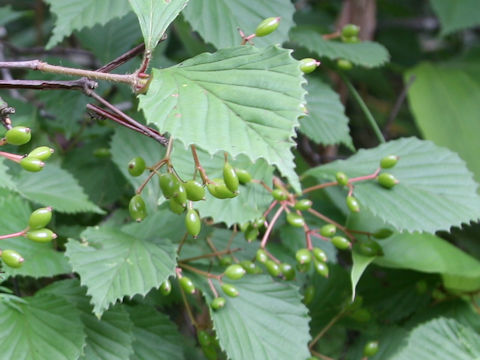 Viburnum wrightii