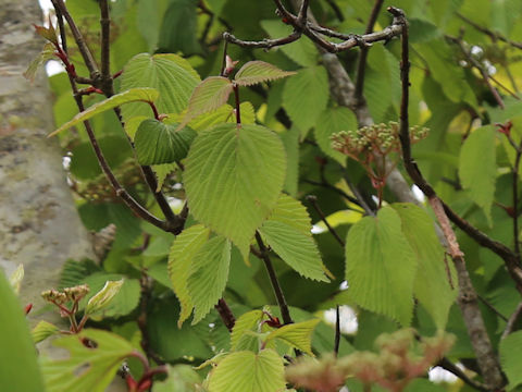 Viburnum wrightii