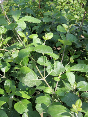 Vitex trifolia