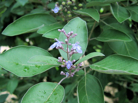 Vitex trifolia cv. Purpurea