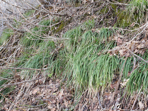 Carex dolichostachya var. glaberrima