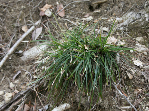 Carex dolichostachya var. glaberrima