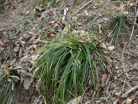 Carex dolichostachya var. glaberrima
