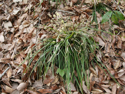 Carex dolichostachya var. glaberrima