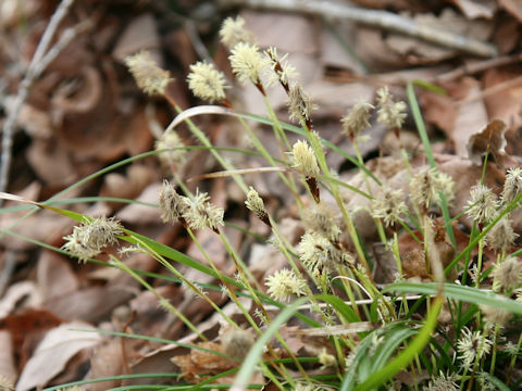 Carex dolichostachya var. glaberrima