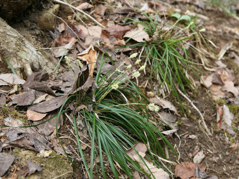 Carex dolichostachya var. glaberrima
