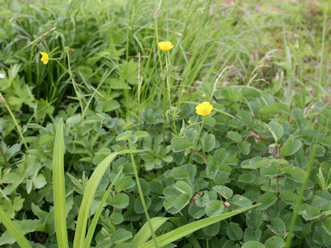 Ranunculus acris var. nipponicus