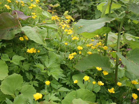 Ranunculus acris var. nipponicus