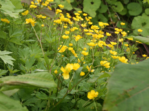 Ranunculus acris var. nipponicus