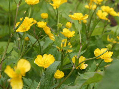 Ranunculus acris var. nipponicus