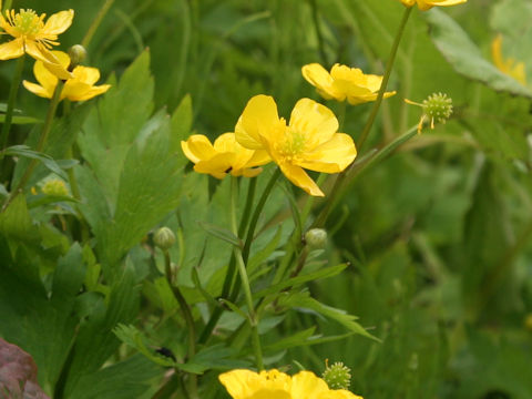 Ranunculus acris var. nipponicus