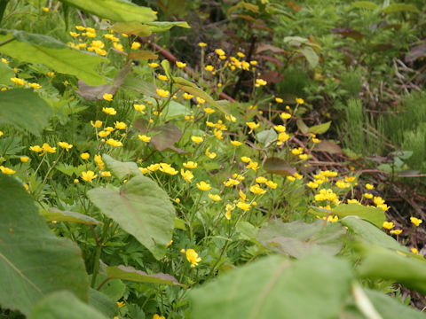 Ranunculus acris var. nipponicus