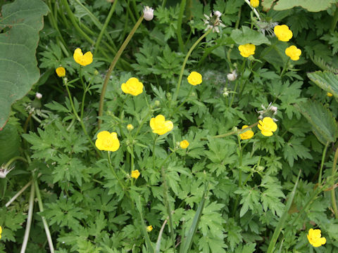 Ranunculus acris var. nipponicus